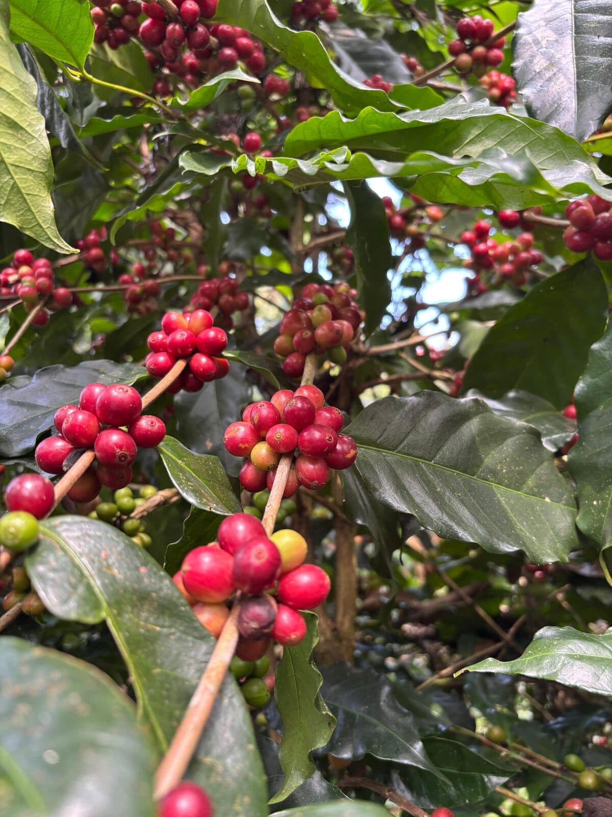 Ripe coffee cherries on the branch, sourced for Kruptos roasts